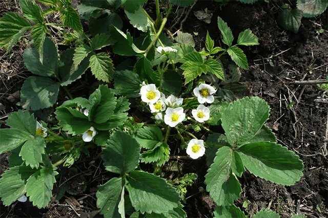    Фото: Денис Терентьев