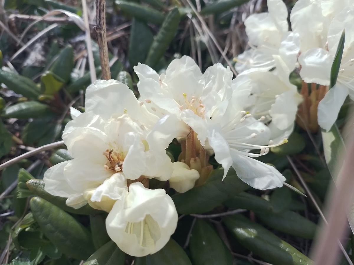 Это золотистый рододендрон, он же кашкара по-местному. Фото автора.