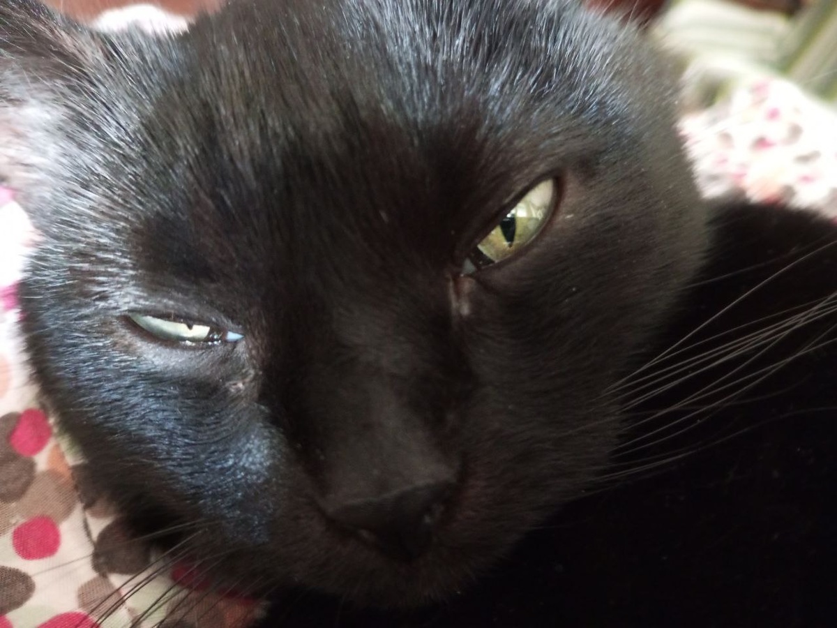  Бросила?! Эх,ты, кукушка...