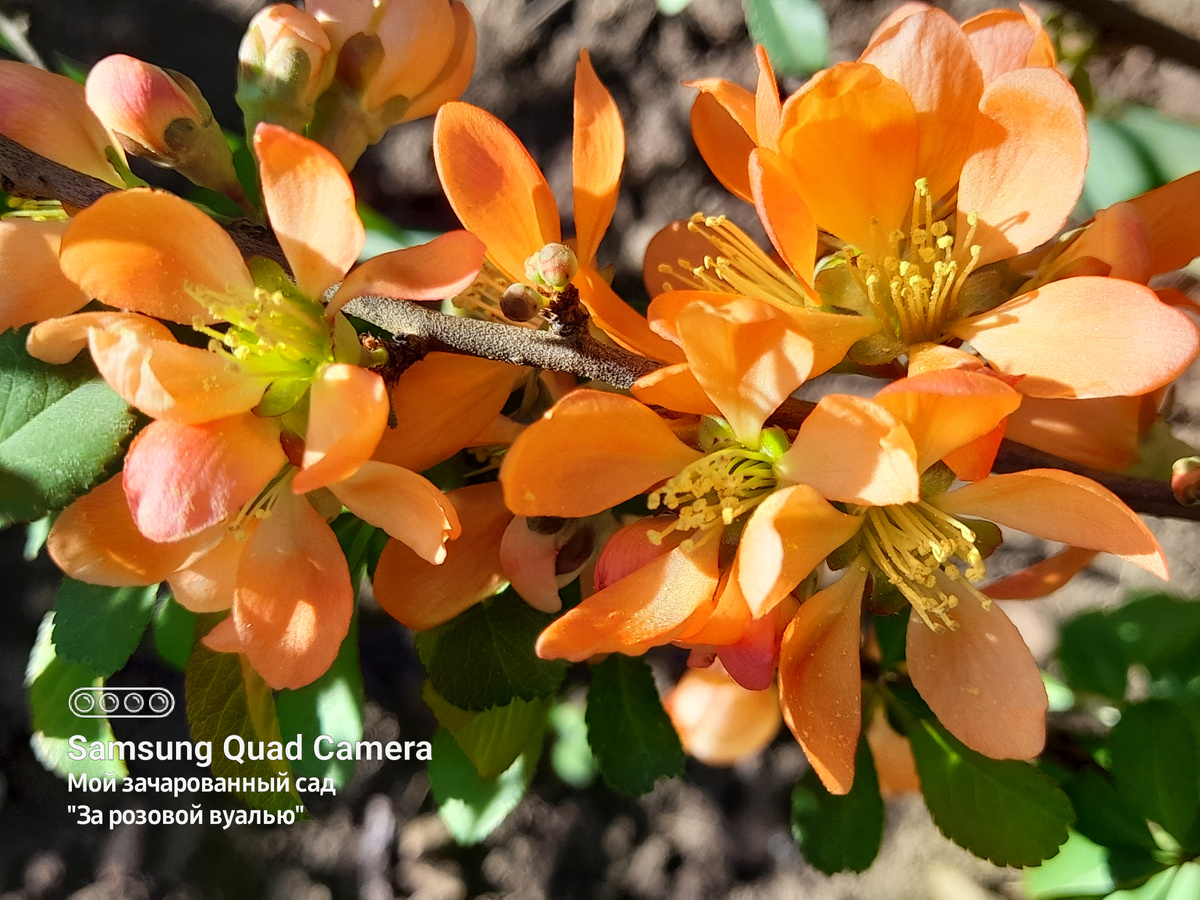 Айва декоративная...