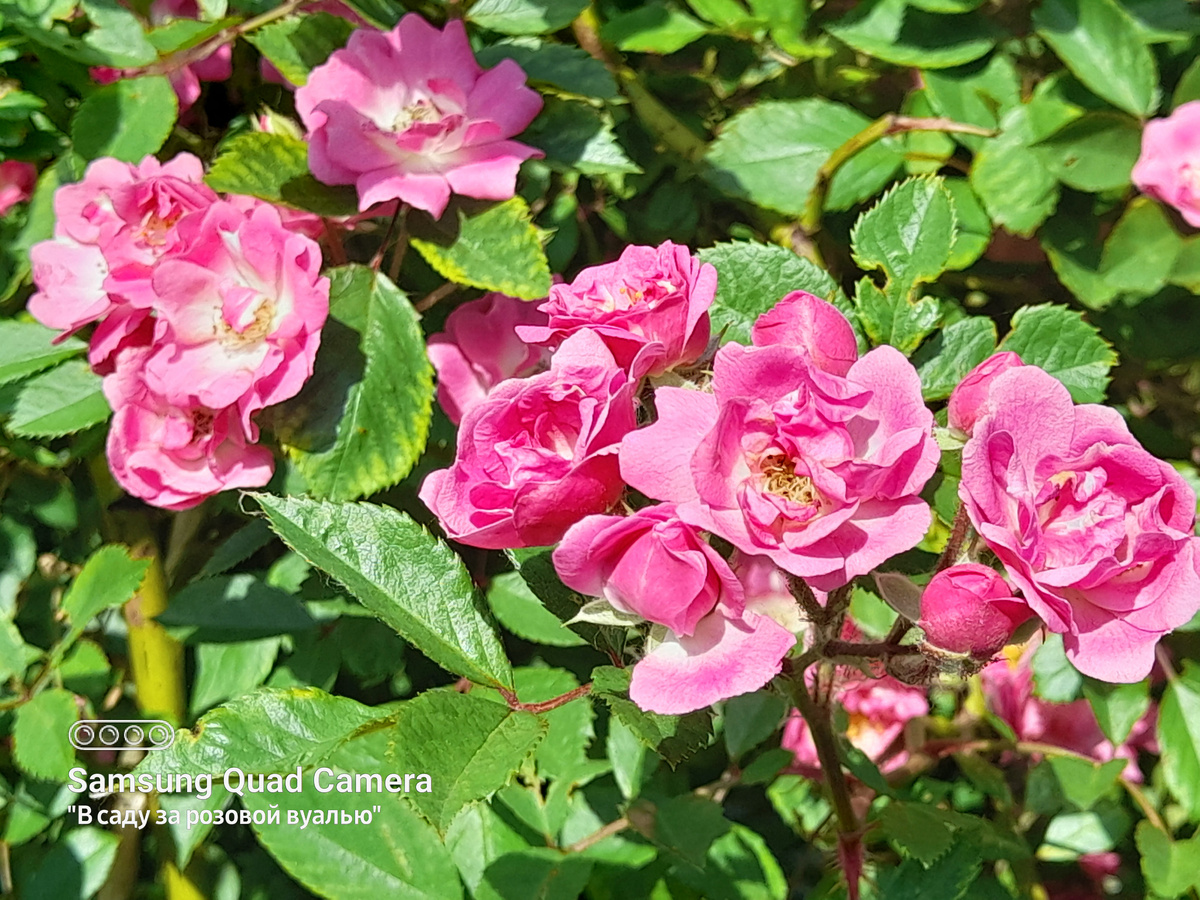 Wartburg, Hermann Kiese, Германия, 1910, рамблер (плетистая) 