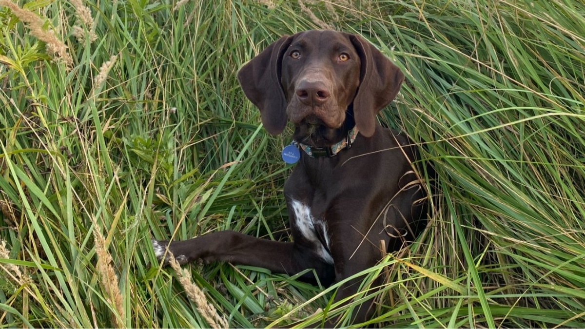 Охотничьи собаки - группа риска по пироплазмозу