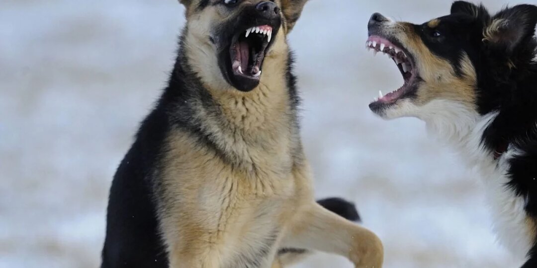 Пробуют на зуб. Количество жертв нападения собак в Крыму идет на тысячи