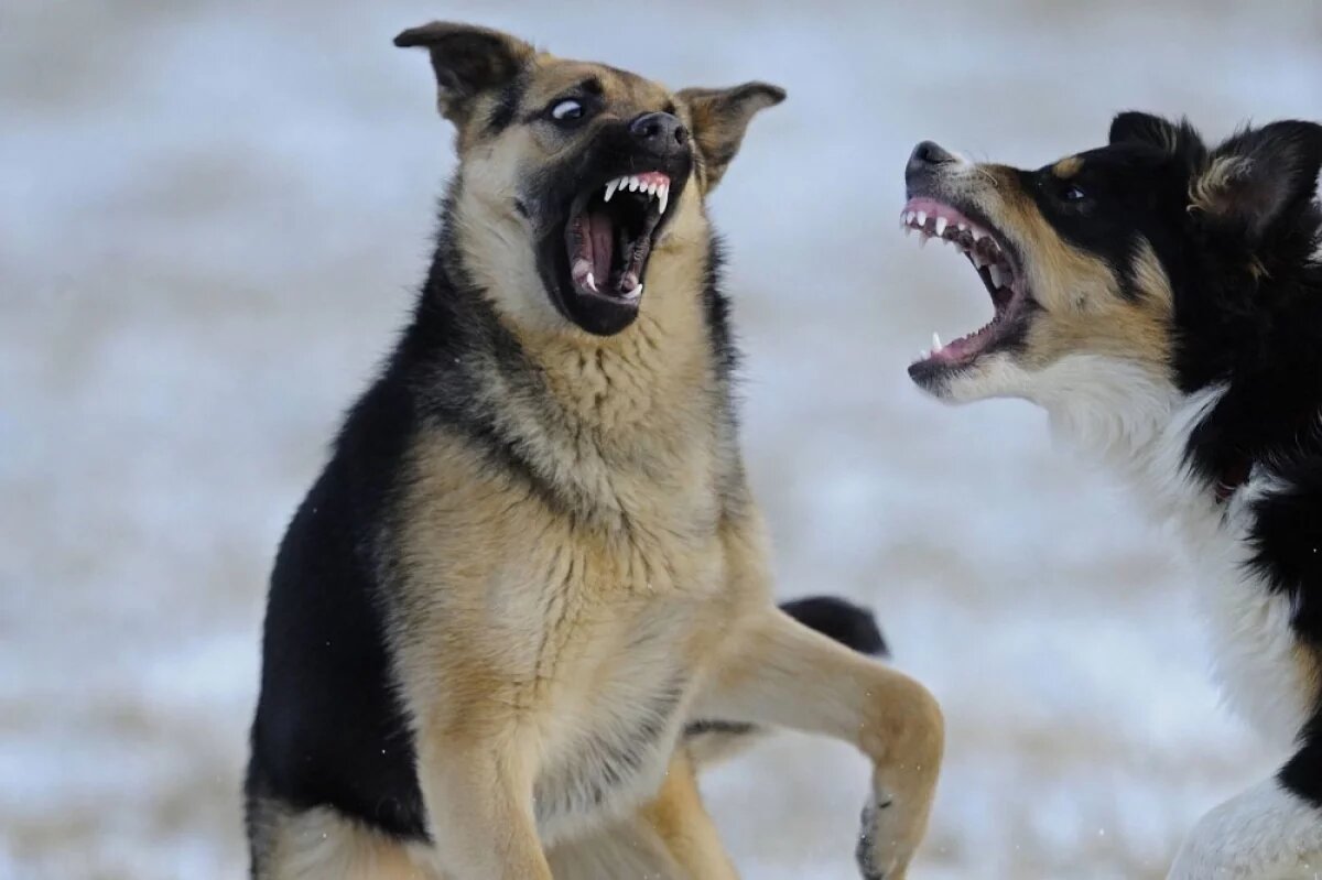    Пробуют на зуб.