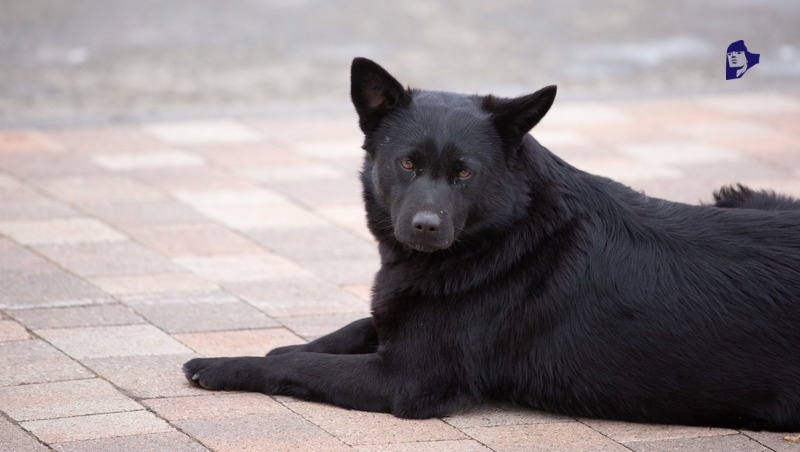      Фото: ИА «Победа26»