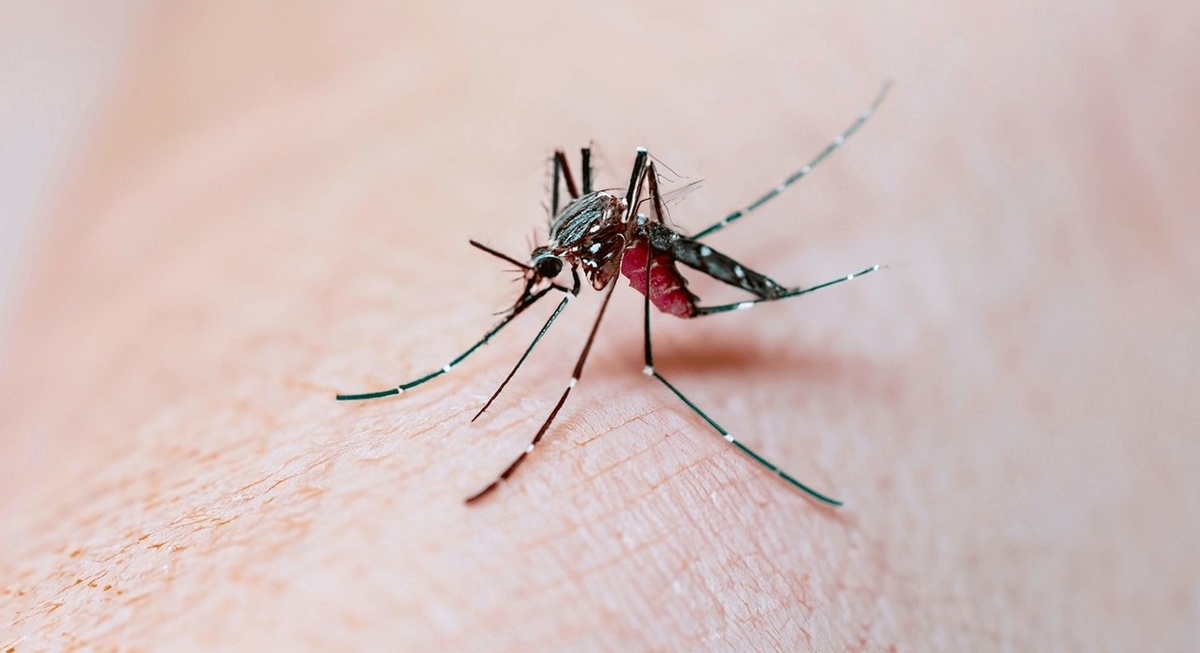 Вот такого красавца вам следует опасаться