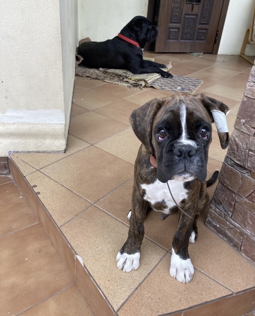 Вот таким был наш лапочка-монстрик. Он сразу понял, кто из нас двоих — хозяин. И это был, к сожалению, не я