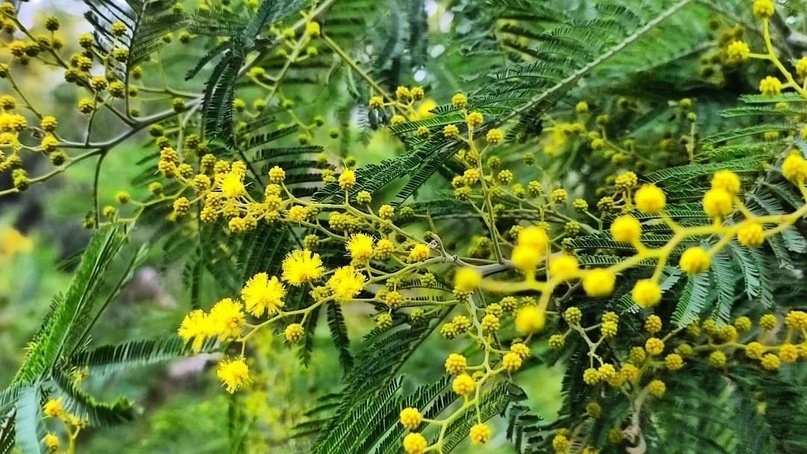 Акация серебристая