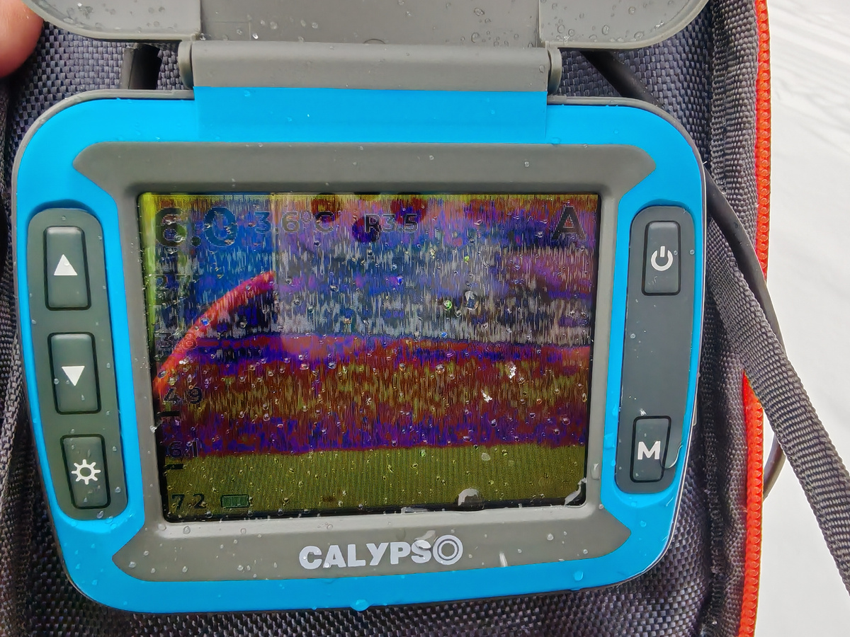 Большая стая бели