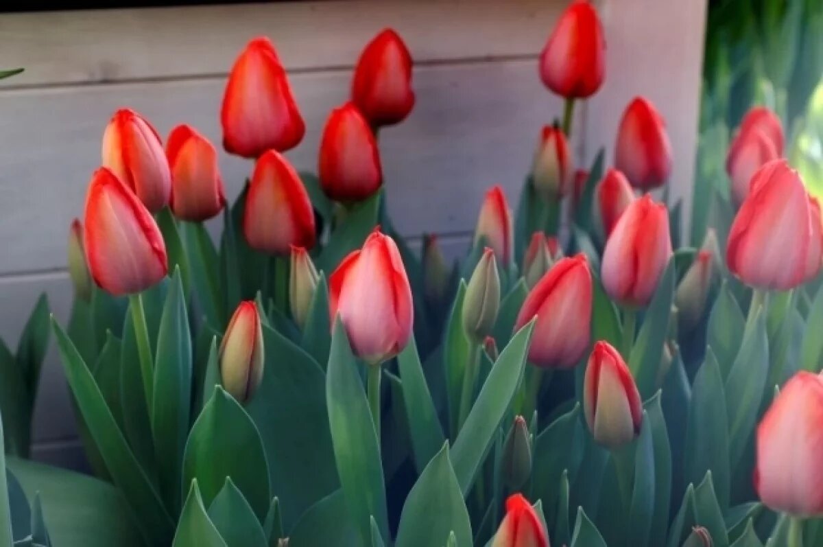    Минсельхоз: российский рынок полностью обеспечен цветами перед 8 марта