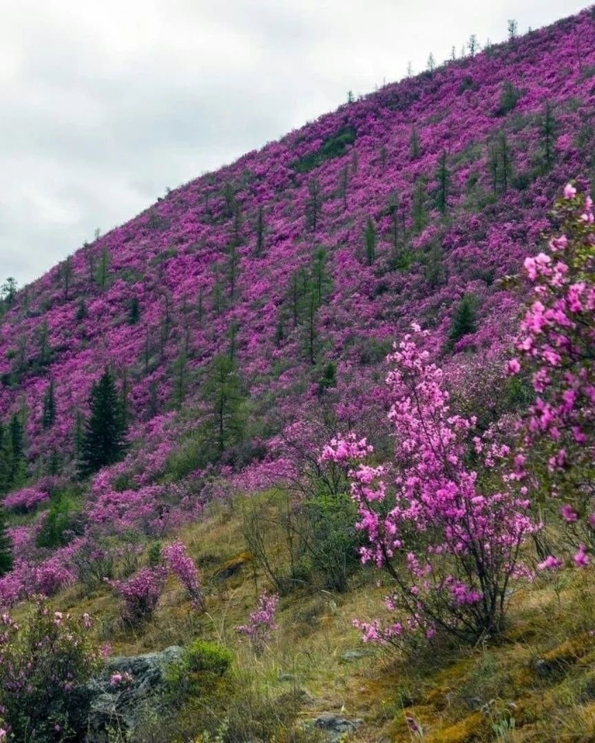 Горный Алтай