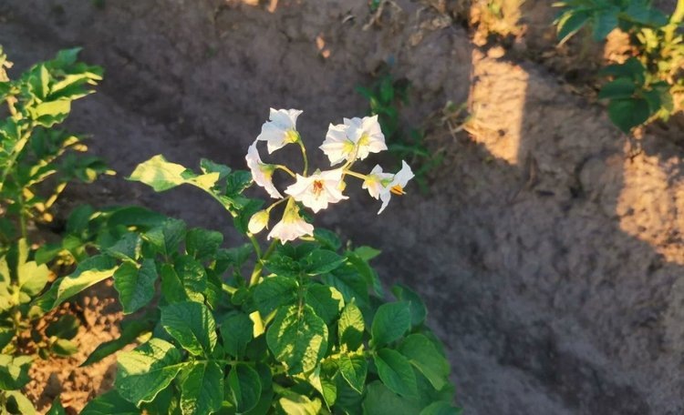    Новаторские микробные продукты против картофельной цистообразующей нематоды обязался создать исследователь из Амстердамского университета за 2 года