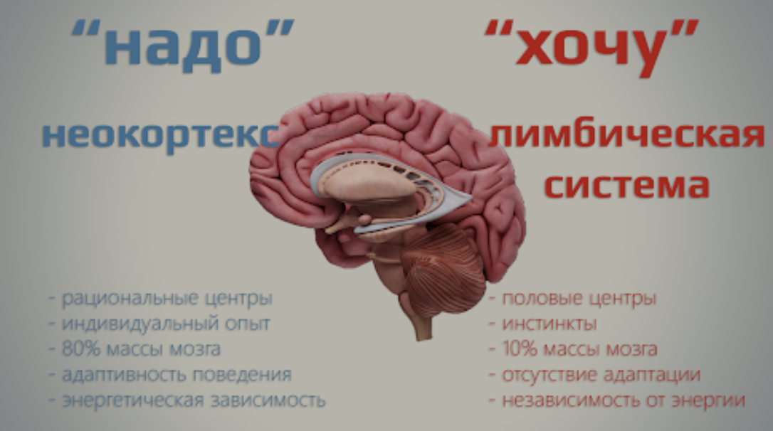 Как привычки влияют на мозг: научный взгляд