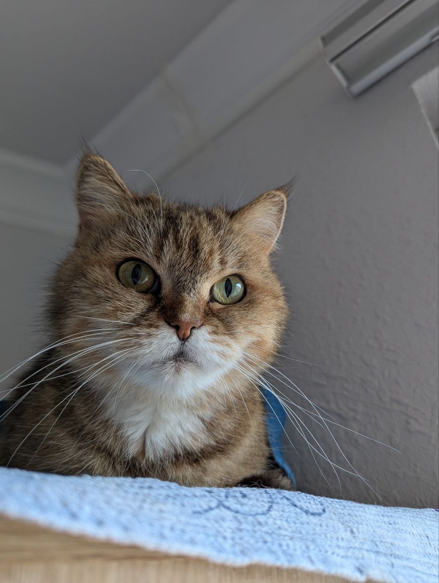 Усастая Машка