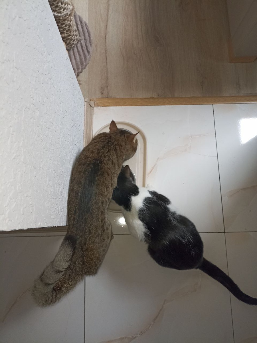 Кузя и Веня интересно поглащают вкусные "камушки"