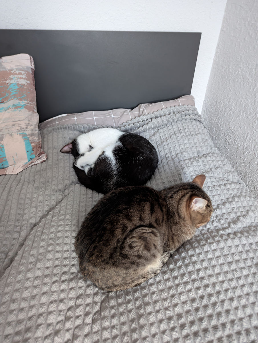 Прикрыл лапкой нос