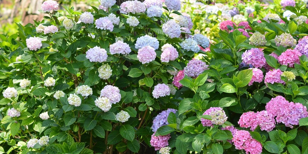 Какое удобрение выбрать для гортензии весной? Будьте внимательны, потому что вы можете ошибиться.