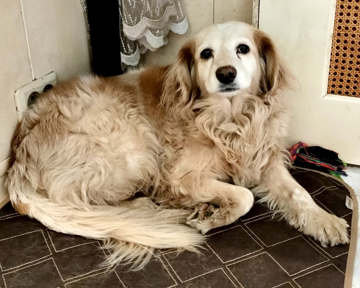 И только наша собака кори не боялась