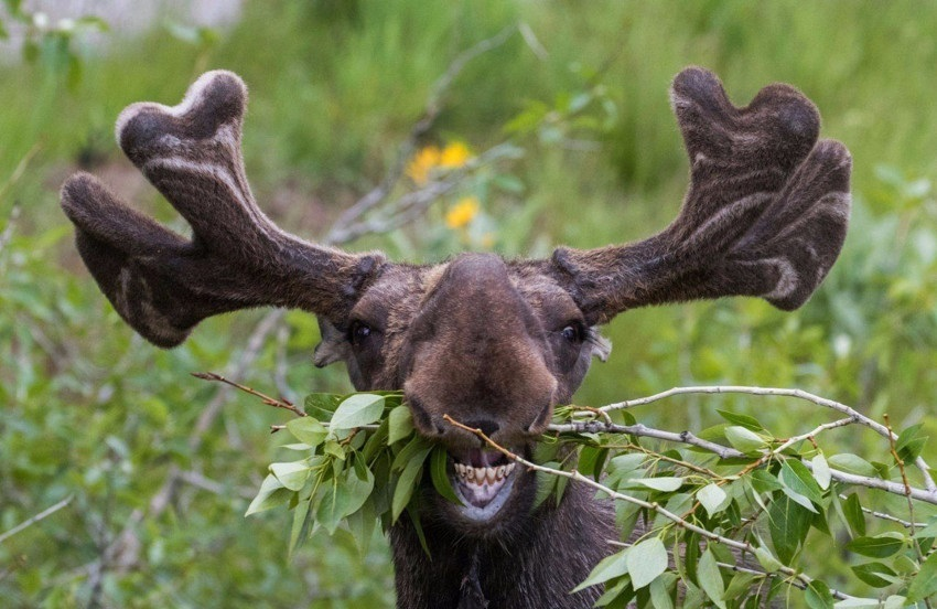 Смешной лось