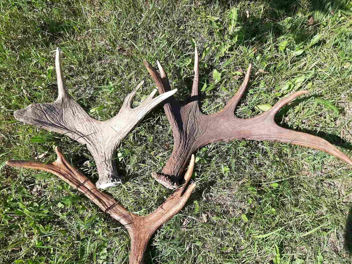 Урожая рогов в лесу