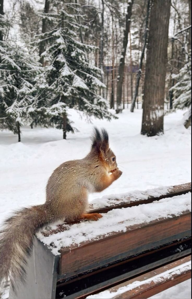 Источник https://i.pinimg.com/736x/e9/93/24/e99324d1faa465725c5e5e72957826be.jpg