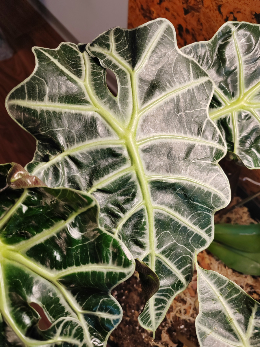 Прекрасная, неприхотливая алоказия Полли