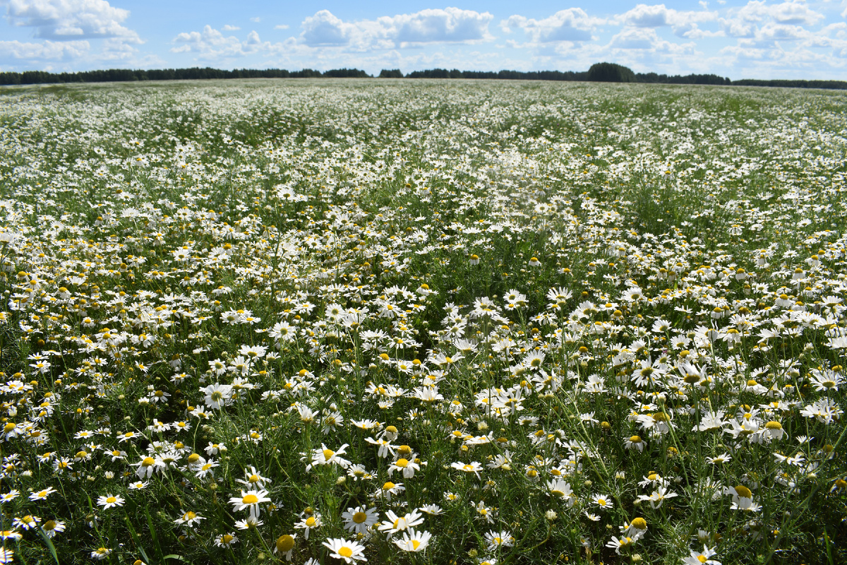 Фото Дмитрия Попонина