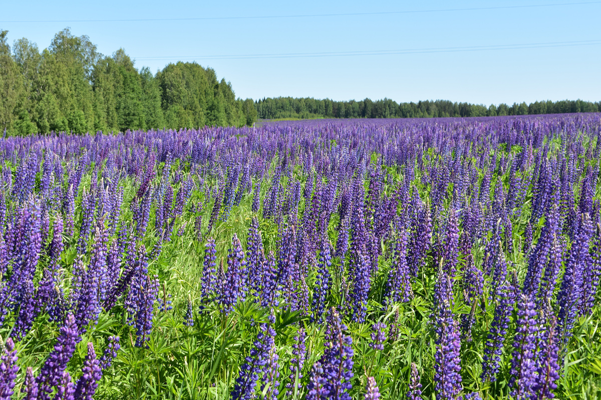 фото Дмитрия Попонина