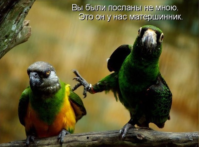 Фото из интернета.