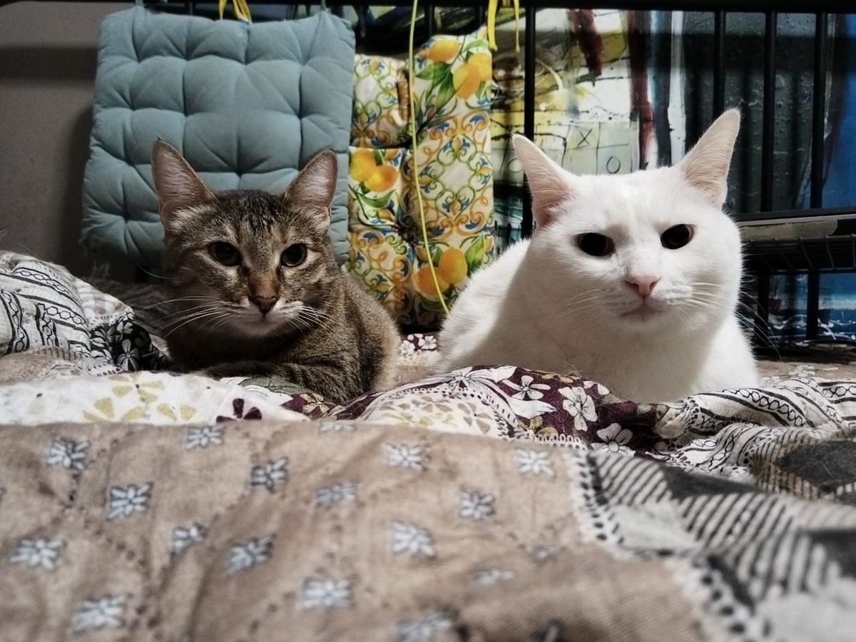 Плюньте и пристраивайте вдвоем