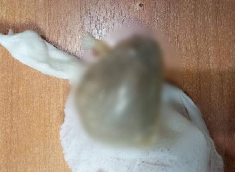    Фото: пресс-служба ГУ МВД России по Пермскому краю Полина Анкушина