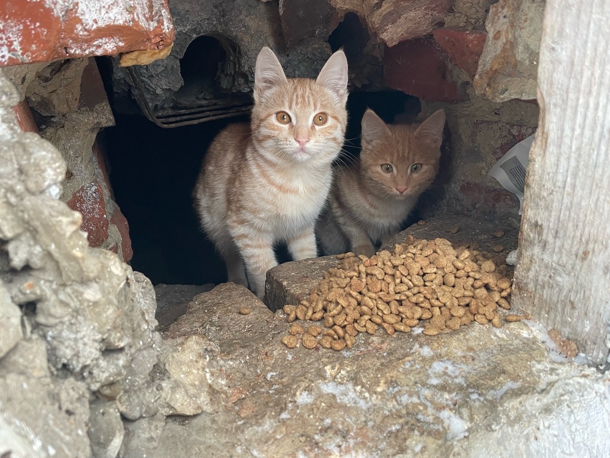 Рыжики всегда пользовались популярностью. Пусть и эти котятам повезёт.