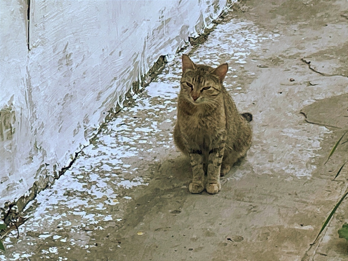 Это мама котят