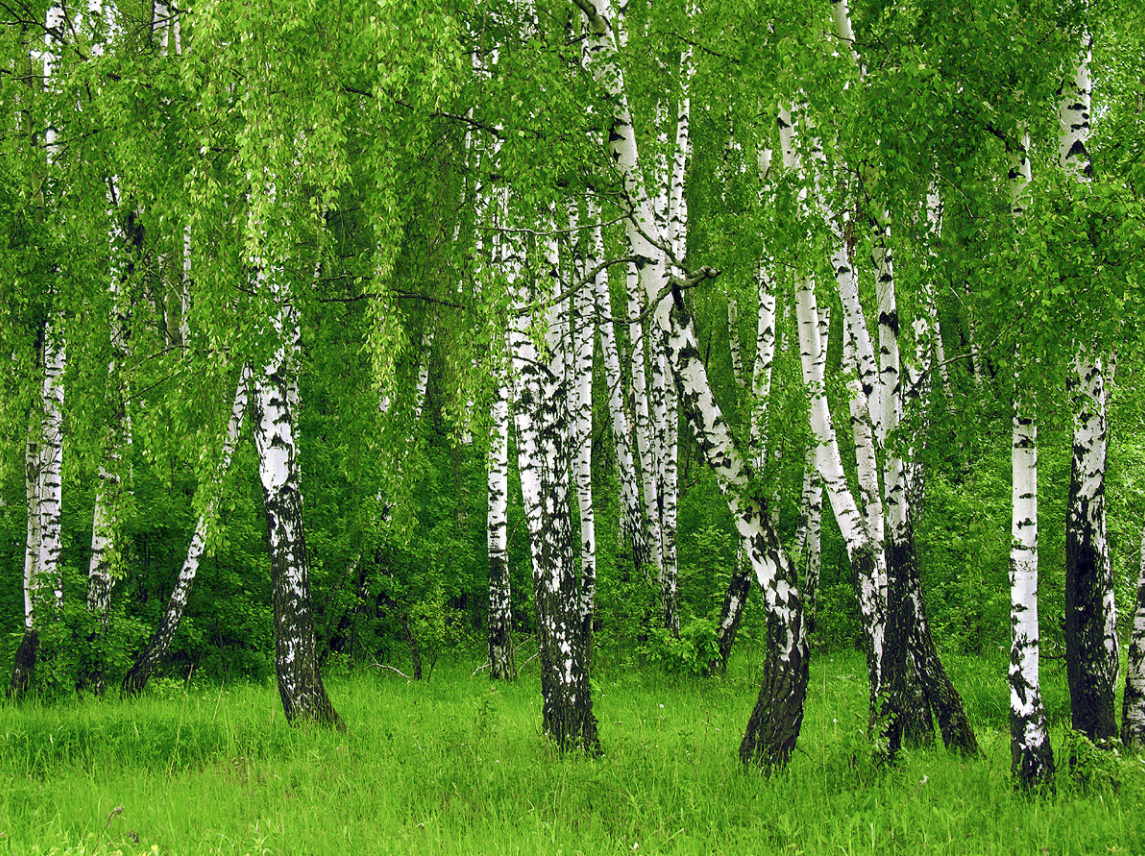 Березы в смешанном лесу