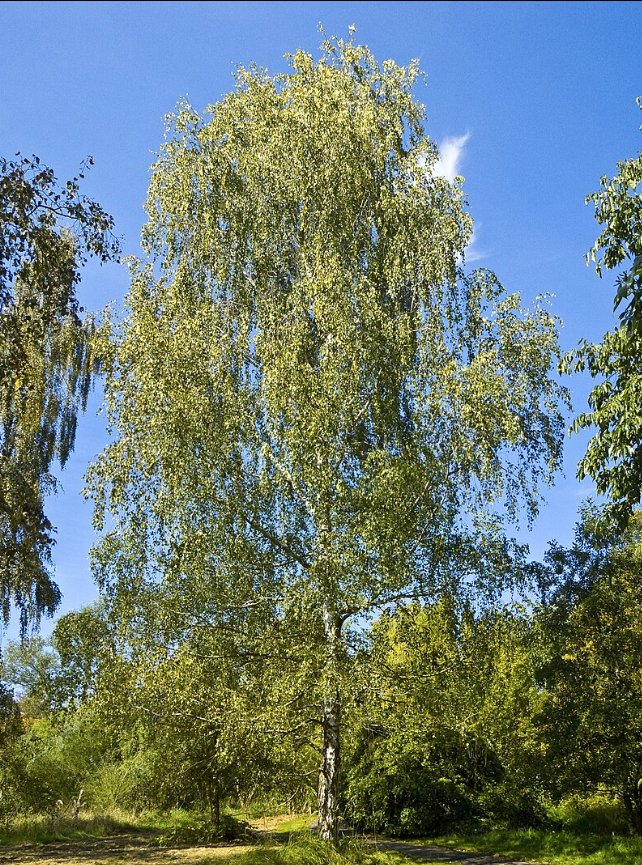 Береза повислая на опушке леса