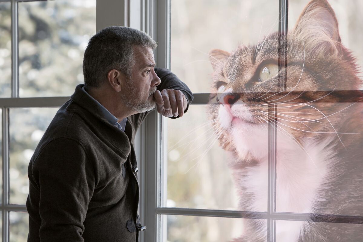 Хозяин скорбит по кошке 