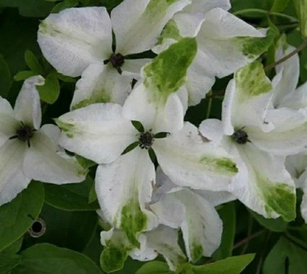 Альба Люксирианс