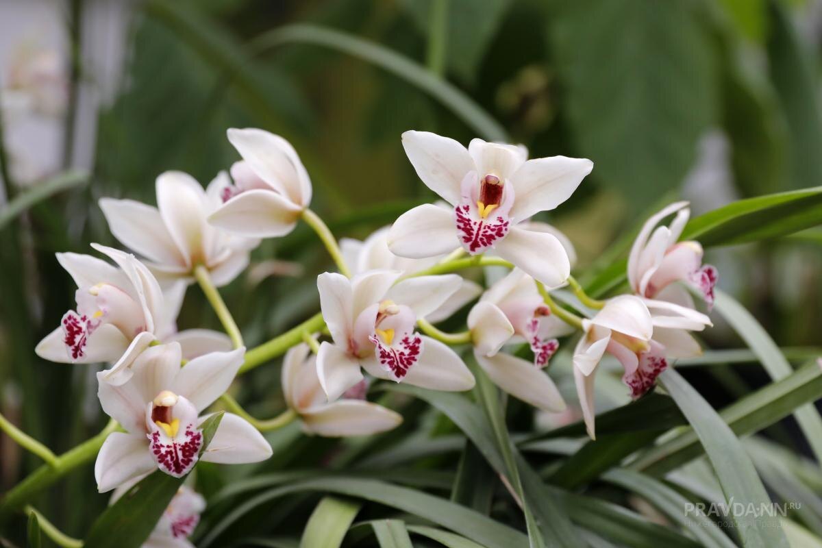    Даже несколько минут среди экзотических цветов и растений заряжают позитивом