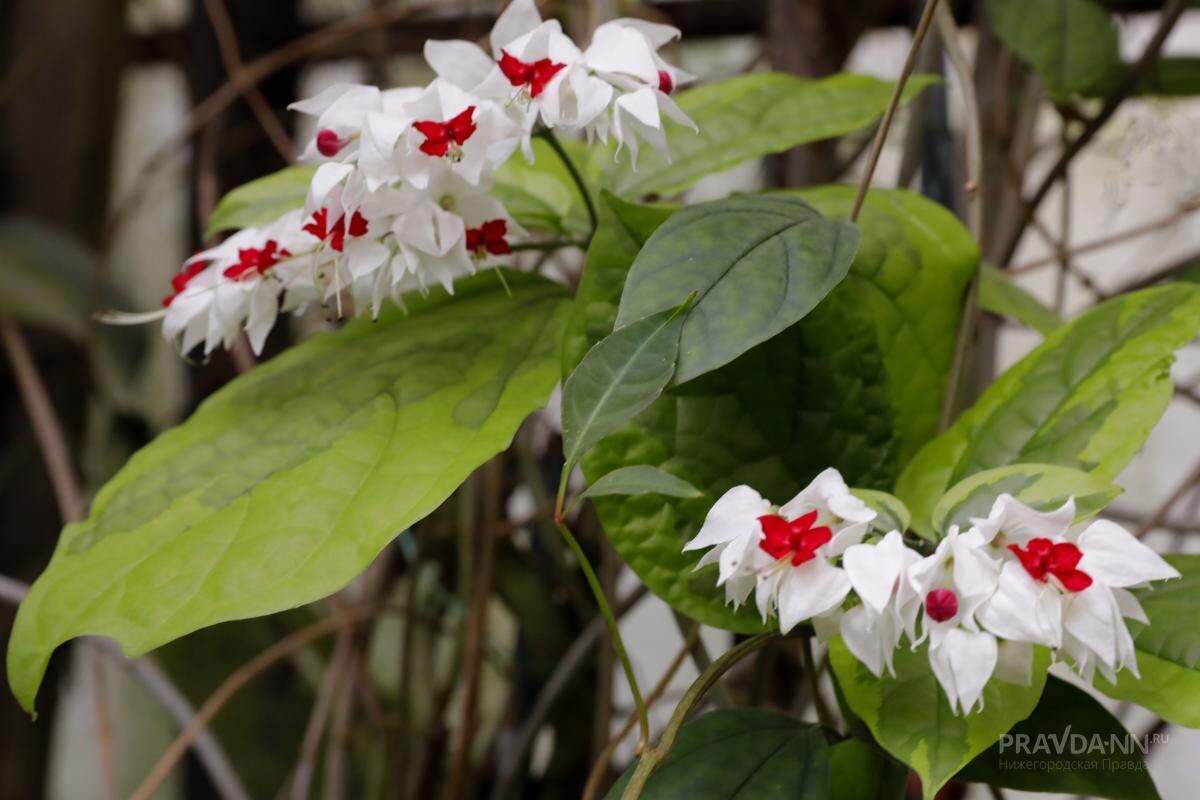    Вечное лето: ботанический сад ННГУ
