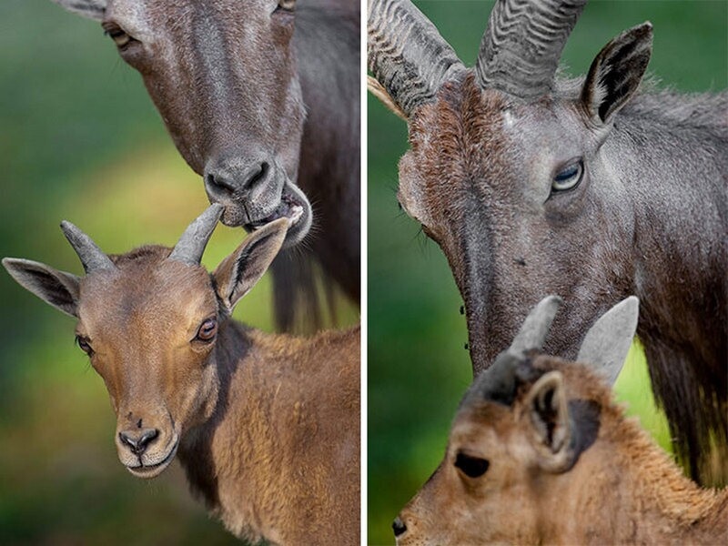    14 чудесных снимков молодых мам из мира животных