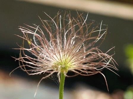 От каждого семени отходит по перышку