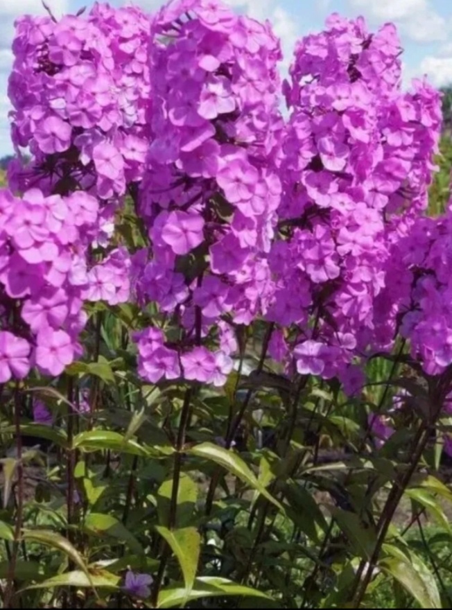 Флокс пятнистый Альфа