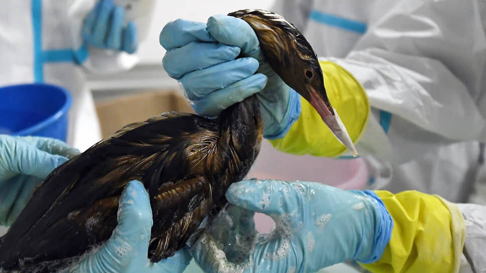 Фото: Виктор Коротаев / Коммерсантъ