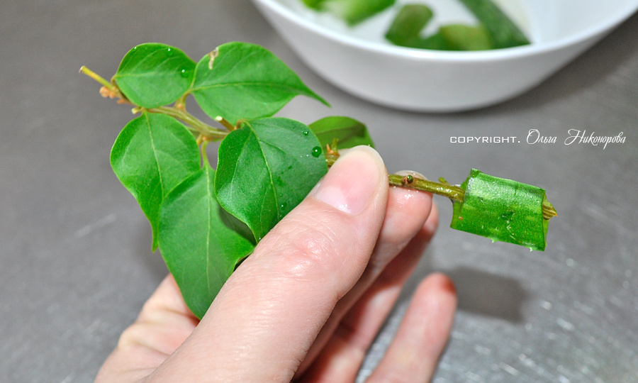 Алоэ для укоренения черенков разных растений!
