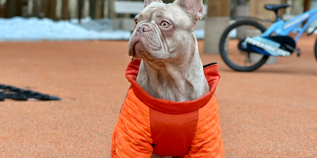 Кормление французского бульдога: сухой корм или натуральная пища?