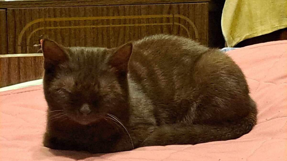 Наша кошка.