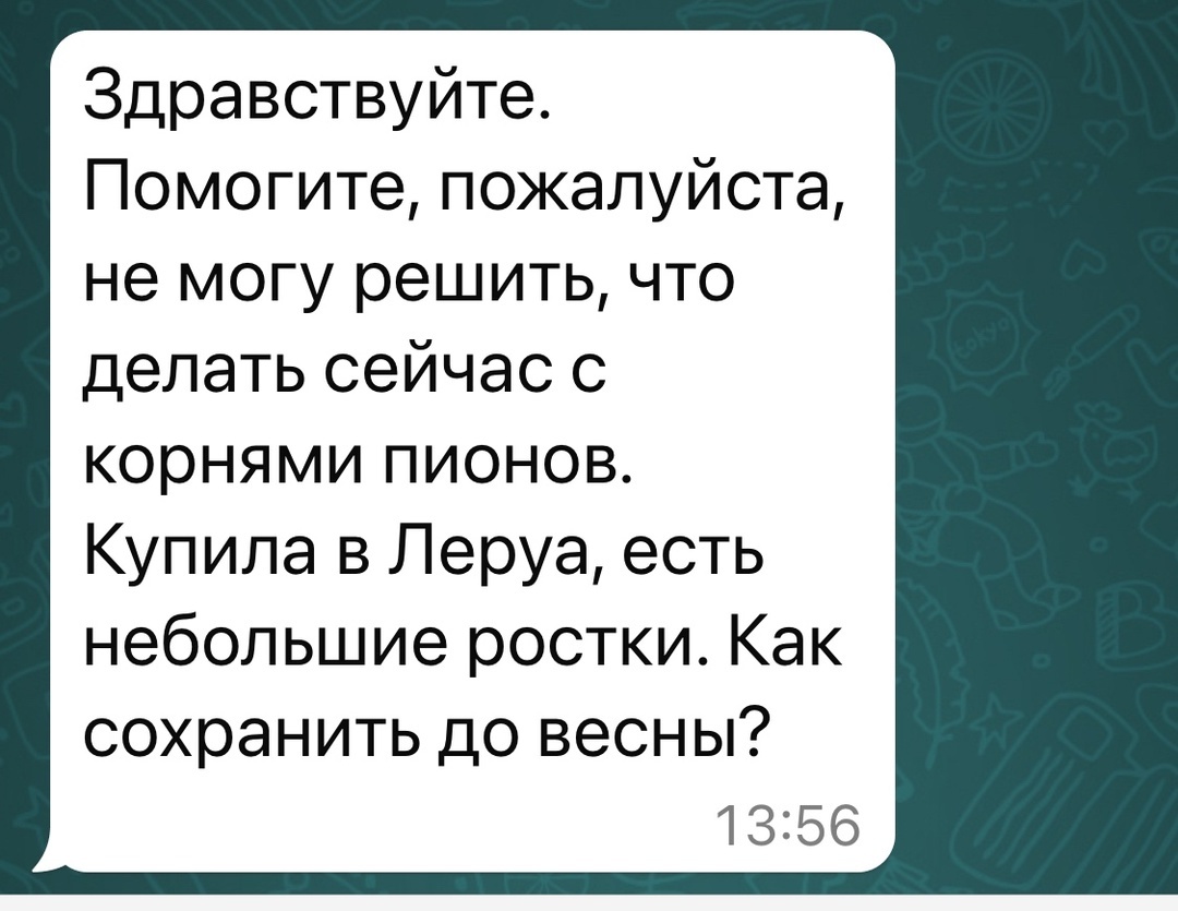 Как поступить с корнями пионов, если купили их весной, а за окном лежит снег