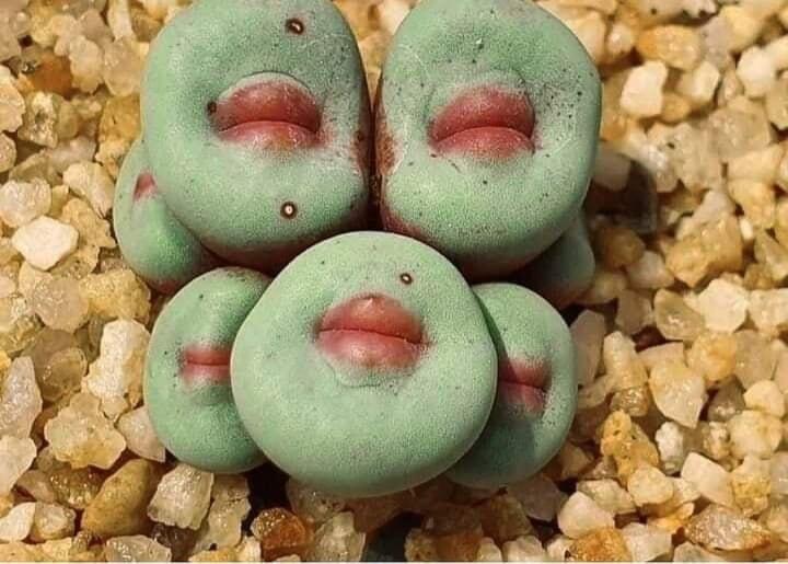 Конофитум язычковый