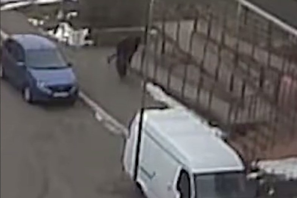 Фото: кадр из видео