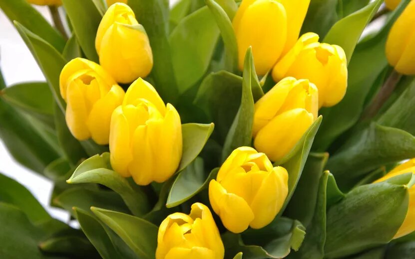    400 тыс. цветов завезли в Удмуртию из-за рубежа